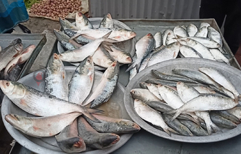 শরীয়তপুরের ‌‘জোড় মাছের মেলা’