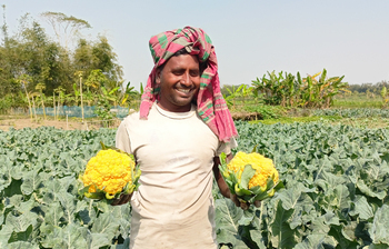 বাহারি ফুলকপিতে মজেছেন শরীয়তপুরের চাষিরা