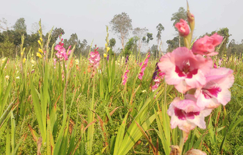 গ্লাডিওলাসের আদি নিবাস আফ্রিকায়, শোভা ছড়াচ্ছে কুড়িগ্রামে