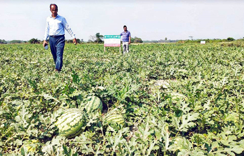 চরাঞ্চলে তরমুজের বাম্পার ফলন