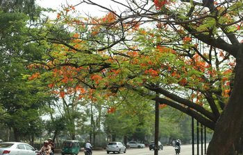 কৃষ্ণচূড়ার দখলে কংক্রিটের নগরী