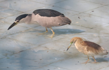 গরমে নাজেহাল চিড়িয়াখানার পশুপাখিরা