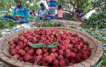 টক-মিষ্টি স্বাদের ‘কদমি’ লিচু
