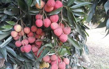 গোলাপি ও এলাচি লিচু