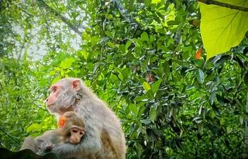 জীববৈচিত্র্য সমৃদ্ধ লাউয়াছড়া