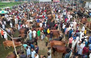 পটুয়াখালীর পশুর হাটে উপচে পড়া ভিড়