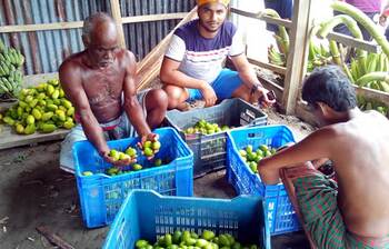 ভাসমান লেবুর হাট