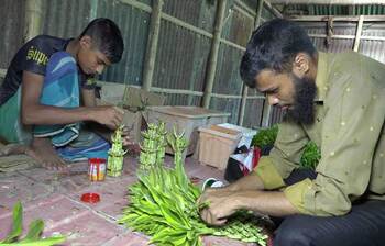 লাকি ব্যাম্বু চাষে সফল দুই ভাই