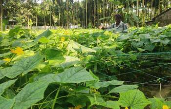 লাভের আশায় শসা চাষে ঝুঁকছেন কৃষকরা