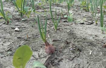 পেঁয়াজের ফলন নিয়ে শঙ্কায় কৃষকরা