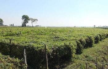 জামালপুরে সবজি চাষে ব্যস্ত কৃষক