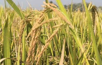 সুনামগঞ্জে ধান উৎপাদনে রেকর্ড সাফল্য