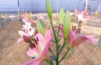 চোখজুড়ানো লিলিয়াম