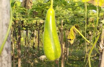 লাউয়ে বদলেছে কৃষকের ভাগ্য