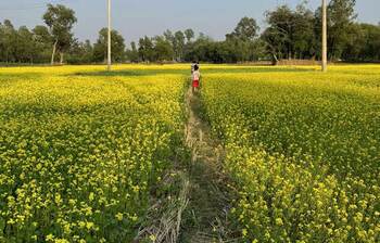 এ যেন হলুদের রাজ্যে
