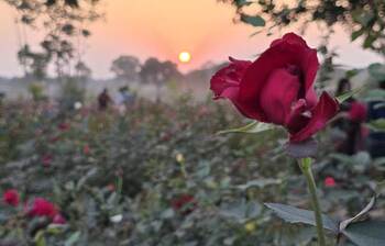 ‘গোলাপ গ্রাম’