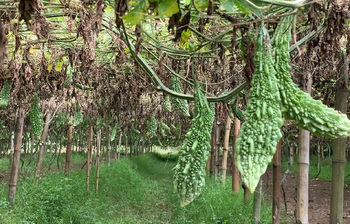 করলা চাষে বদলে গেছে কৃষকদের ভাগ্য