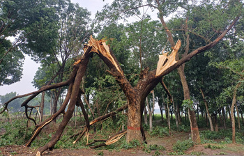 মেহেরপুরে কালবৈশাখির তান্ডব
