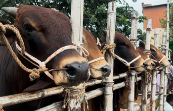 কোরবানির গরু এখন ওজনের খাঁচায়, বিক্রি হচ্ছে কেজি দরে!