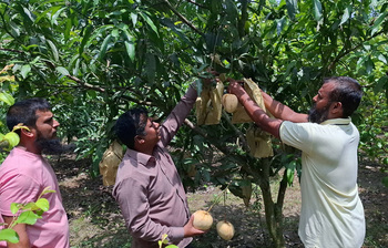সার্টিফিকেট নয়, সাফল্য খুঁজলেন আমের বাগানে