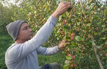 ছবিতে শিক্ষকের স্বপ্নের বরই বাগান