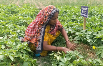 বিনাচাষে আলু আবাদ