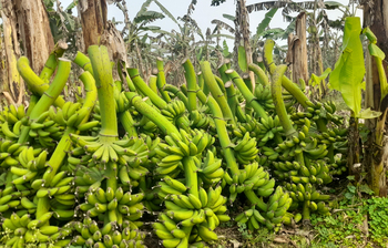 পদ্মার বালুচরে এখন সবুজের সমারোহ