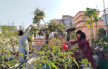 শখের ছাদবাগানে সবুজের সমারোহ
