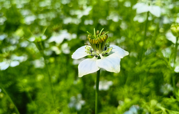 কালোজিরা চাষে ভাগ্য বদলের স্বপ্ন