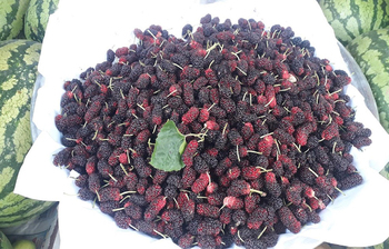 দিনাজপুরে জনপ্রিয় হচ্ছে তুঁত ফল