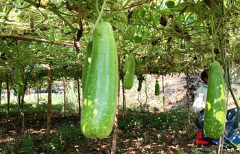 ৩ ভাইয়ের লাউ চাষে সাফল্য