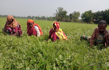 নীলফামারীতে বাড়ছে চিনাবাদাম চাষ