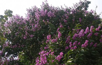 বাহারি ফুলে সুশোভিত ঢাকা বিশ্ববিদ্যালয়