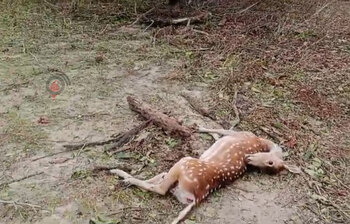 সুন্দরবনে পড়ে আছে প্রাণহীন হরিণ