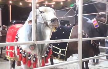 ‘শাকিব খান’ এর দাম ১২ লাখ!