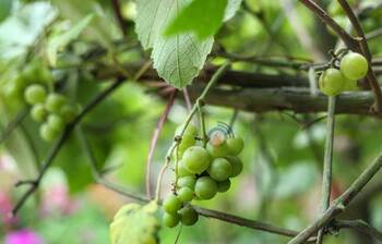 জাতীয় বৃক্ষমেলা