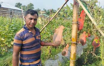 তরমুজের নাম ‘ব্লাক বেবী’