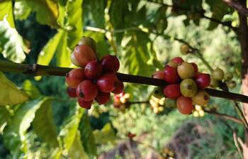কফি চাষে বদলে যাবে কৃষকের জীবন