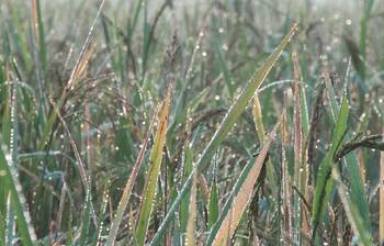 চুয়াডাঙ্গায় দিনভর সূর্যের লুকোচুরি