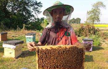 ‘বাক্সে মৌমাছি, লাখ টাকার স্বপ্ন’