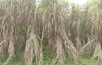 নাটোরে ৪৬ জাতের আখ চাষ