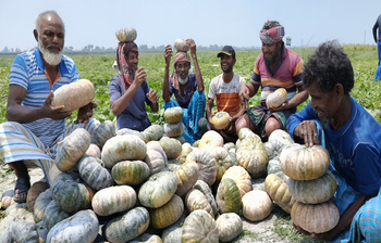 তিস্তার চরে মিষ্টি কুমড়ার বাম্পার ফলন