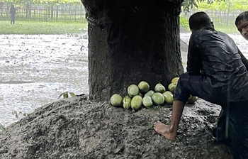 আষাঢ়ের বৃষ্টিতে আম কুড়ানোর ধুম