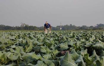 শীতের সবজিতে স্বপ্ন বুনছেন কৃষক