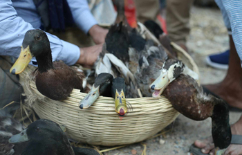 রাজধানীতে জমজমাট হাঁসের বাজার