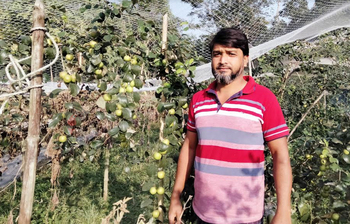 বরই চাষে সফল মুসলিম