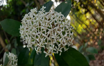 বিলুপ্তির পথে বিজু ফুল