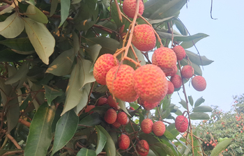 তাপপ্রবাহ ও শিলাবৃষ্টিতে লিচুর ফলন বিপর্যয়