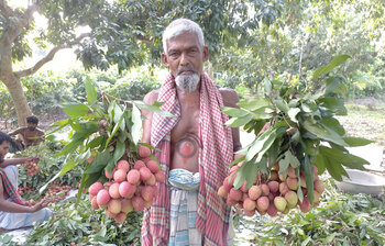 লিচুর দামে খুশি চাষিরা