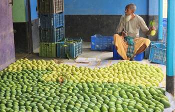 কন্ট্রাক্ট ফার্মিংয়ে বাড়ছে আম চাষ